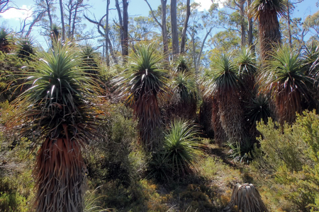 Richea pandanifolia